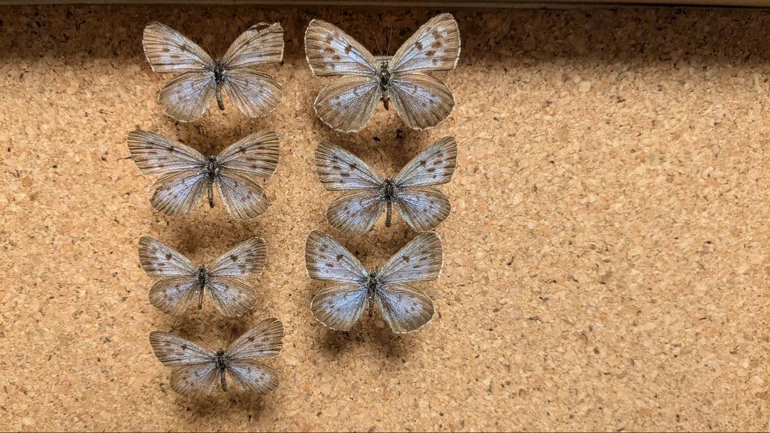 ゴマシジミ＆オオゴマシジミ