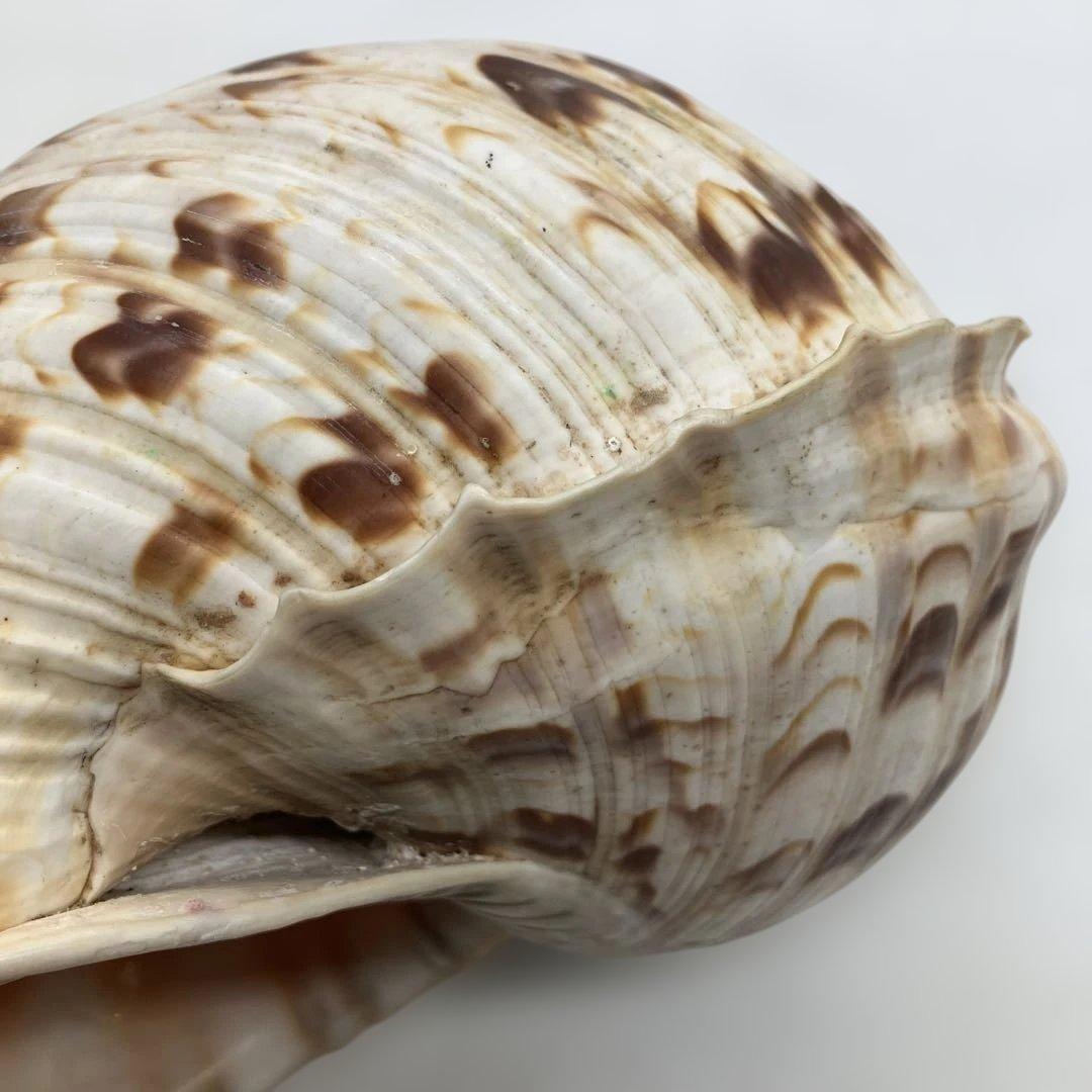 法螺貝 大きめ 山伏 無量寿経 法華経 螺役 戦国時代 ホラガイ科 和楽器