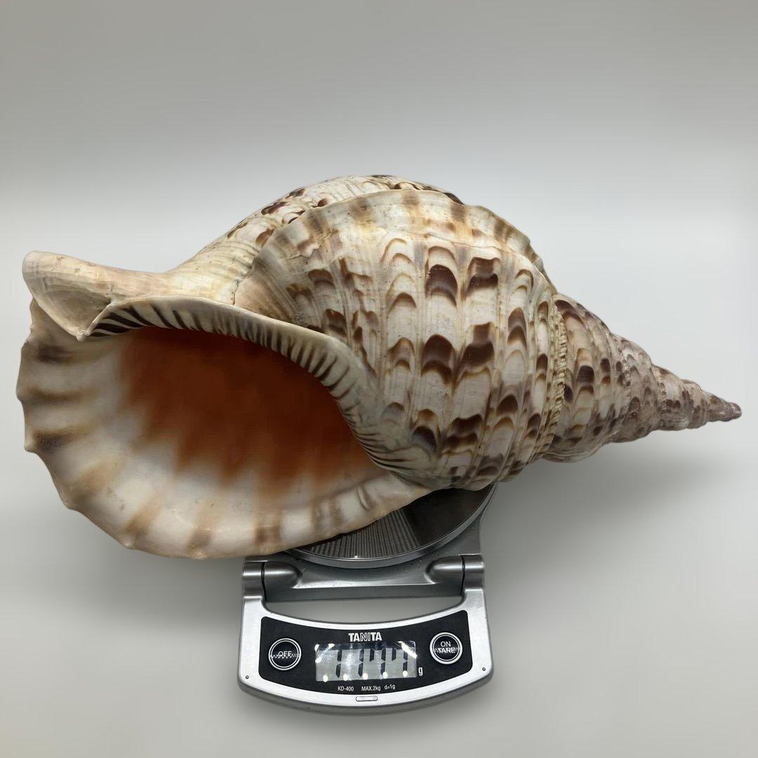 法螺貝 大きめ 山伏 無量寿経 法華経 螺役 戦国時代 ホラガイ科 和楽器