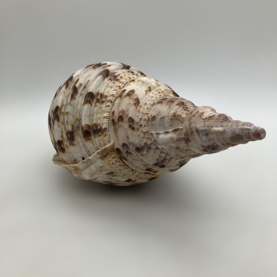 法螺貝 大きめ 山伏 無量寿経 法華経 螺役 戦国時代 ホラガイ科 和楽器