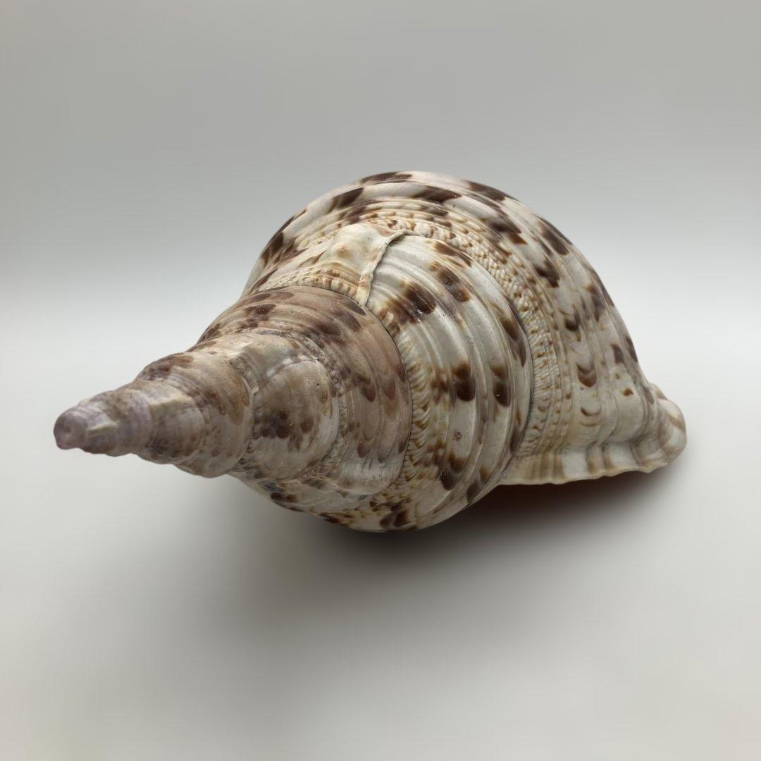 法螺貝 大きめ 山伏 無量寿経 法華経 螺役 戦国時代 ホラガイ科 和楽器