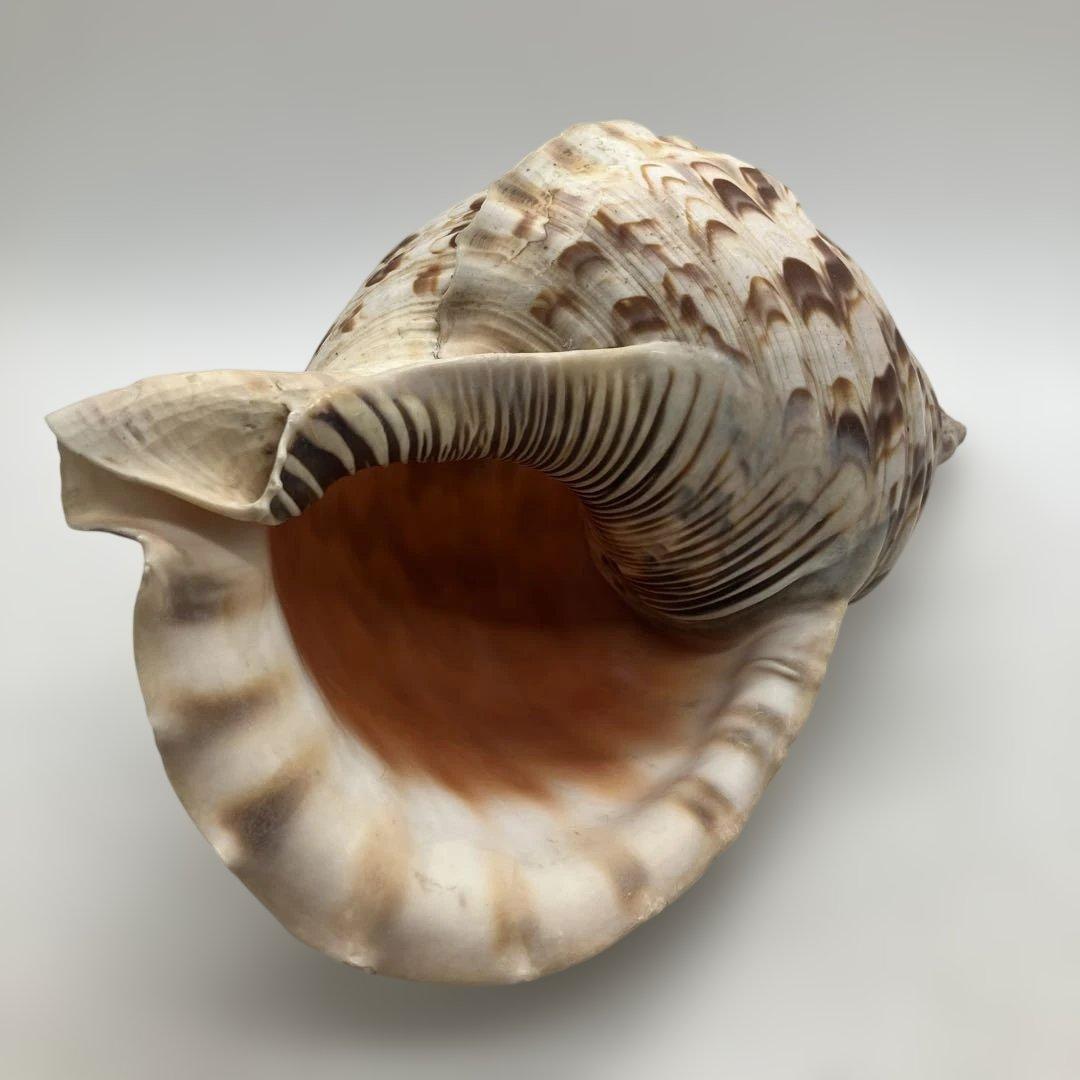 法螺貝 大きめ 山伏 無量寿経 法華経 螺役 戦国時代 ホラガイ科 和楽器