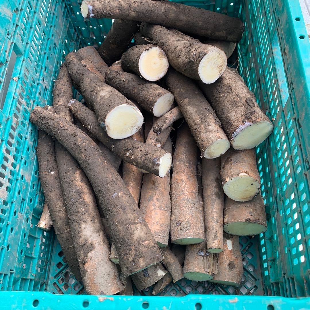 商品説明欄必読【新鮮品質】キャッサバ芋 23kg