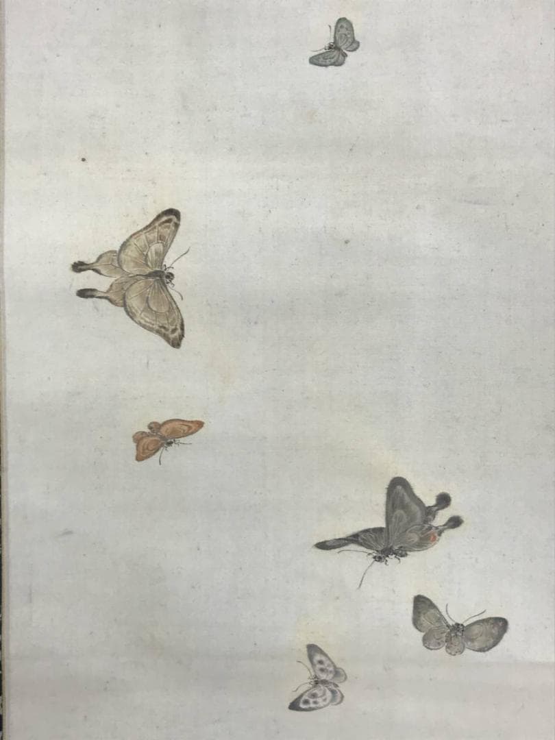 真作/田中梧堂/胡蝶舞遊図/蝶図/花鳥図/掛軸/名家伝来/AD-954