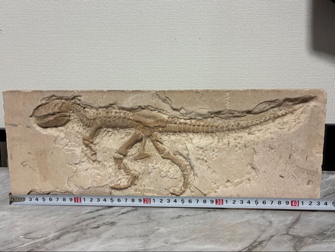 恐竜化石 レプリカ 縦43cm 横16.5cm