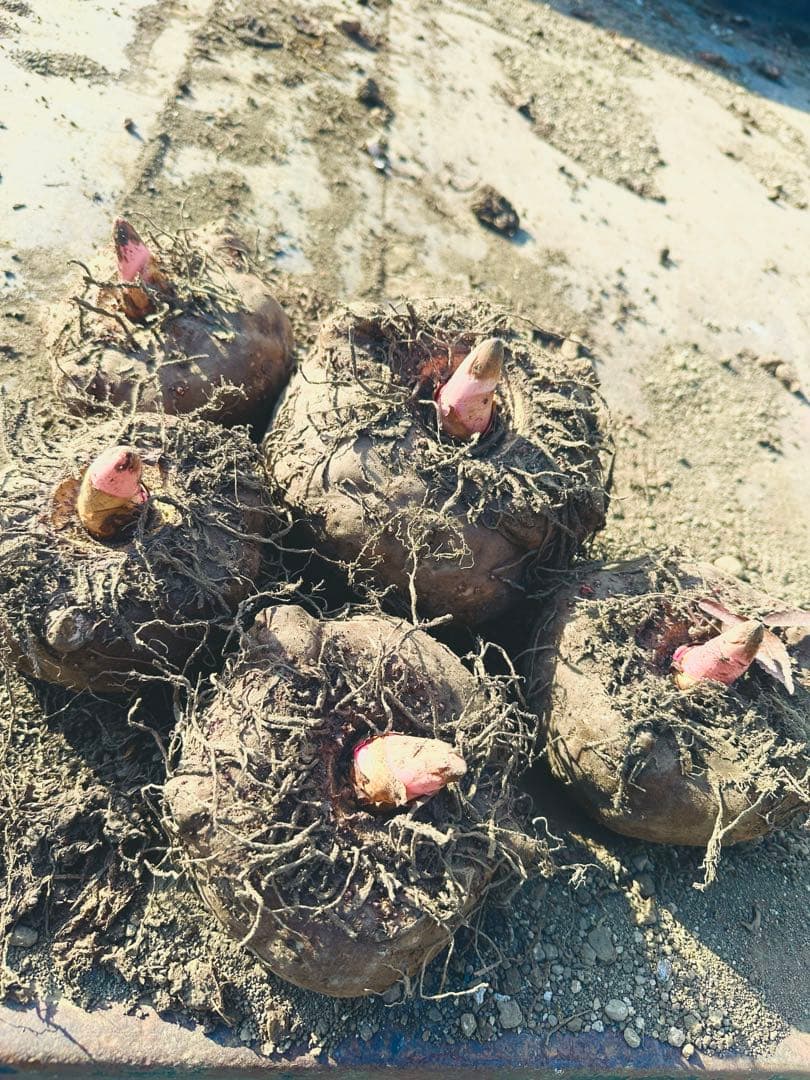 群馬県産 こんにゃく芋 超貴重品種 みょうぎゆたか　15kg