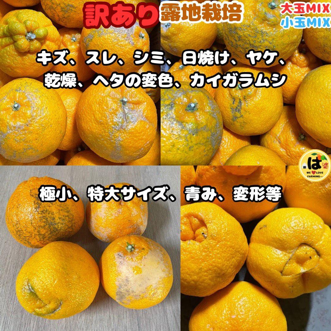 ※確認用　訳あり　大玉MIX箱込み4.5kg以上【露地栽培　不知火　デコポン】