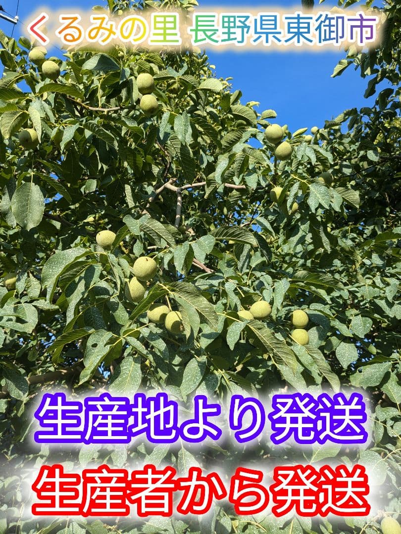 くまたくん商品 25年産 新物 国産 殻付き信濃くるみ 長野県産