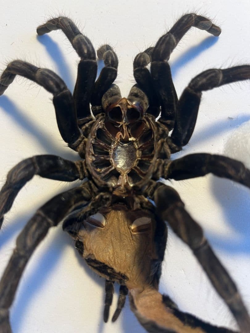 【標本】ボリビアンスティリーブルータランチュラ ムカデサソリ奇蟲 パンフォ