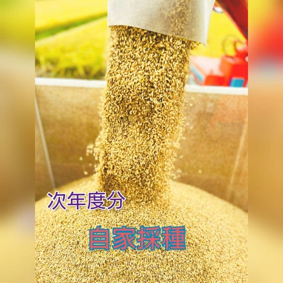 ササニシキ 玄米10kg 令和7年産 農薬不使用化学肥料不使用