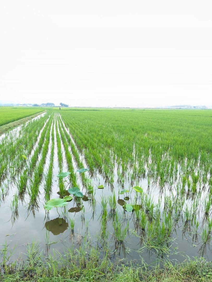 ササニシキ 玄米10kg 令和7年産 農薬不使用化学肥料不使用