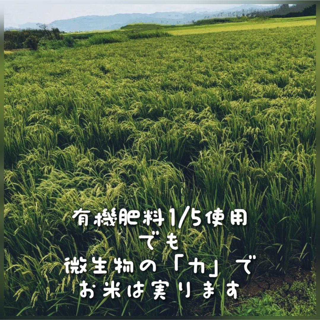 ササニシキ 玄米10kg 令和7年産 農薬不使用化学肥料不使用