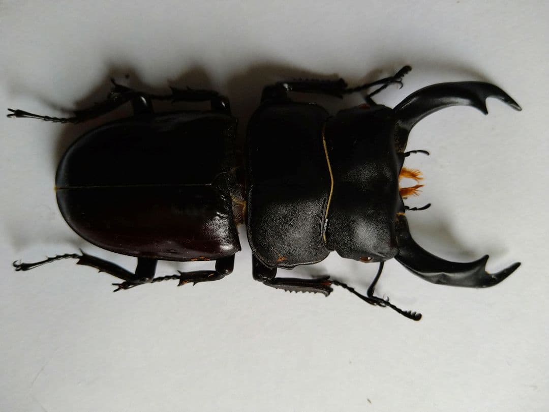 シェンクリングオオクワガタ標本