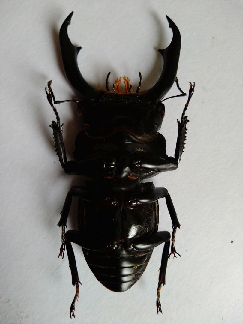 シェンクリングオオクワガタ標本