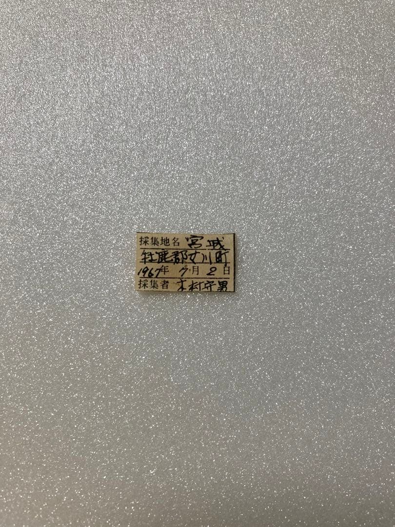 【異常型】メスグロヒョウモン（1オス・宮城県）