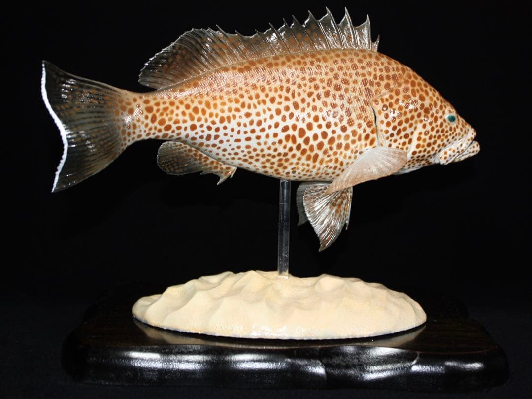 オオモンハタ　フィギュア　魚寸27cm
