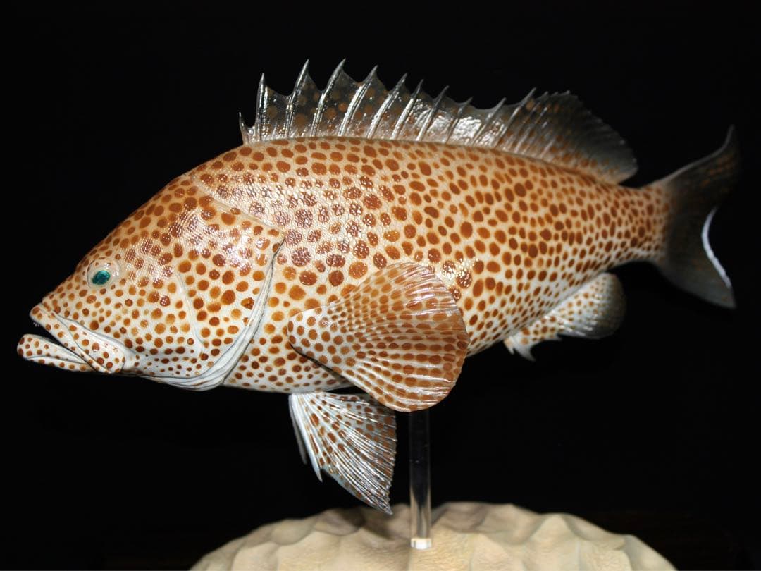 オオモンハタ　フィギュア　魚寸27cm