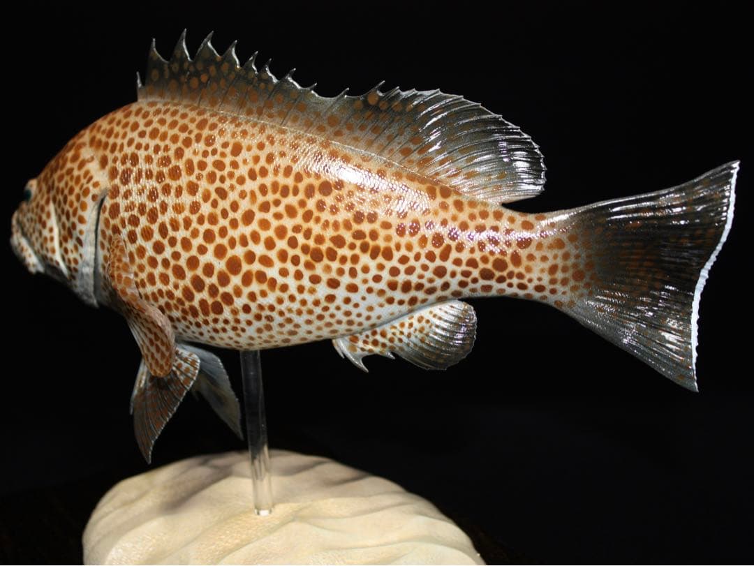 オオモンハタ　フィギュア　魚寸27cm