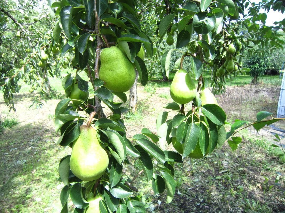 青森県 南部地方産 硬い洋梨(バートレット)大きい順に総重量 約15㎏農園直送②