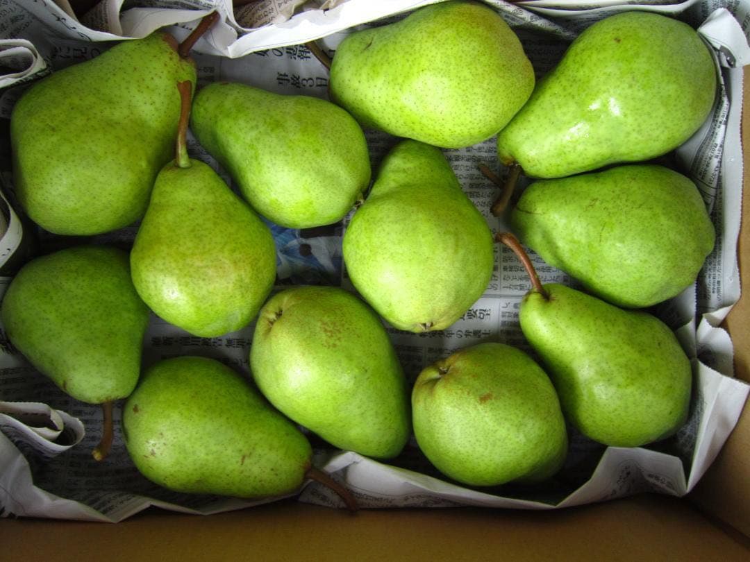 青森県 南部地方産 硬い洋梨(バートレット)大きい順に総重量 約15㎏農園直送②