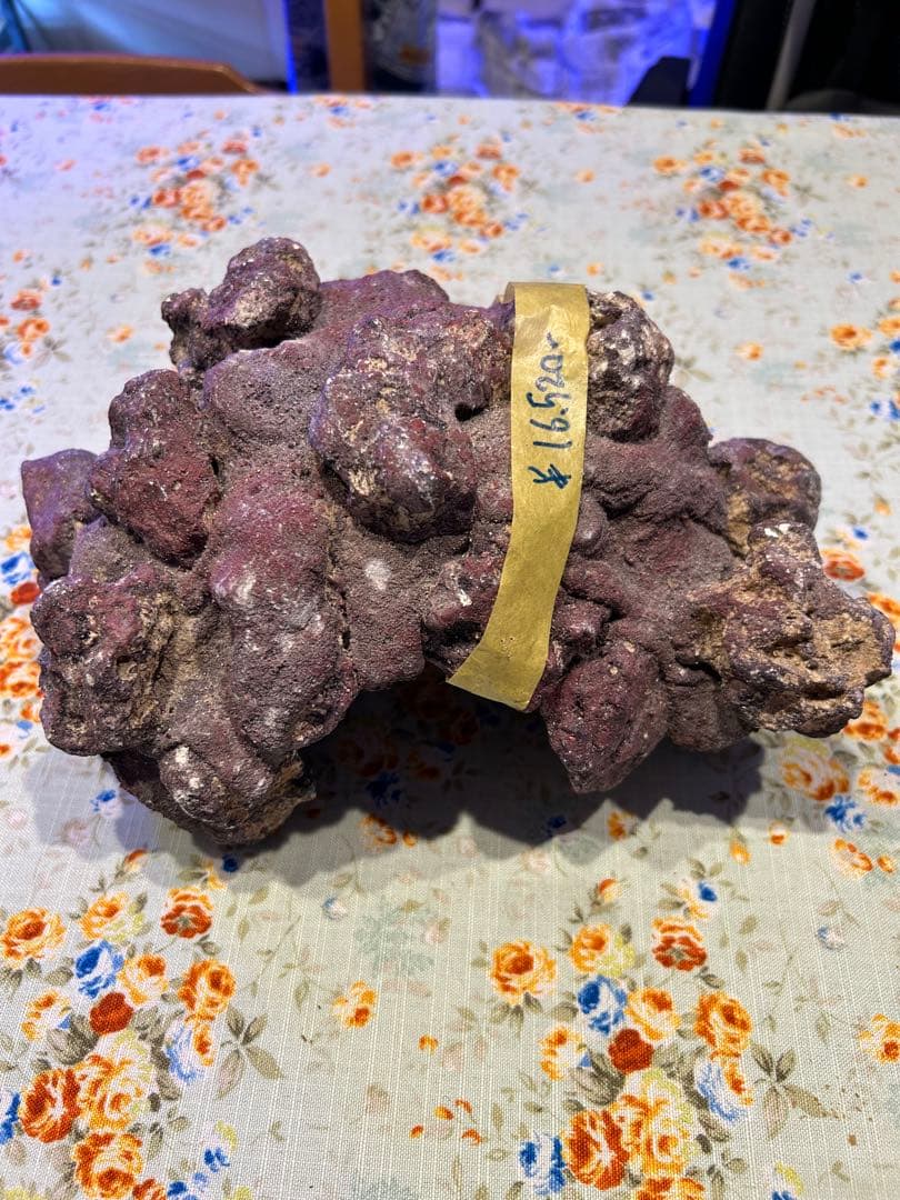 ライブロック新品未使用　休眠バクテリア付き　ドーム型　横幅 25cm、4kg