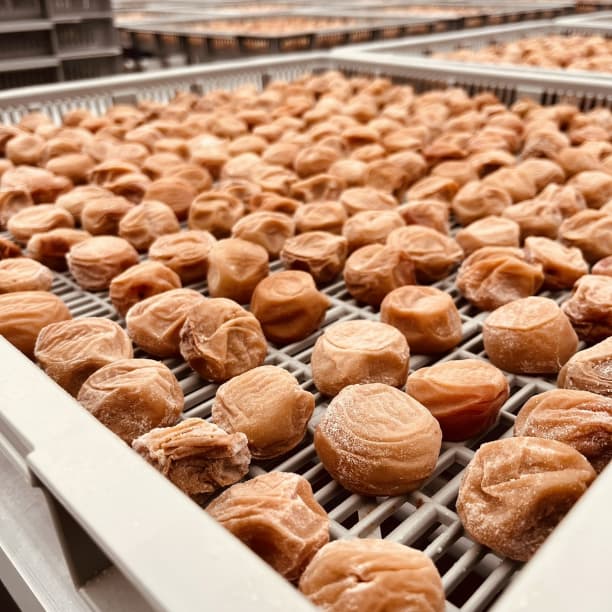 農家直送！紀州南高梅 樽 10kg かわあつ梅 無添加 和歌山 紀州 白梅