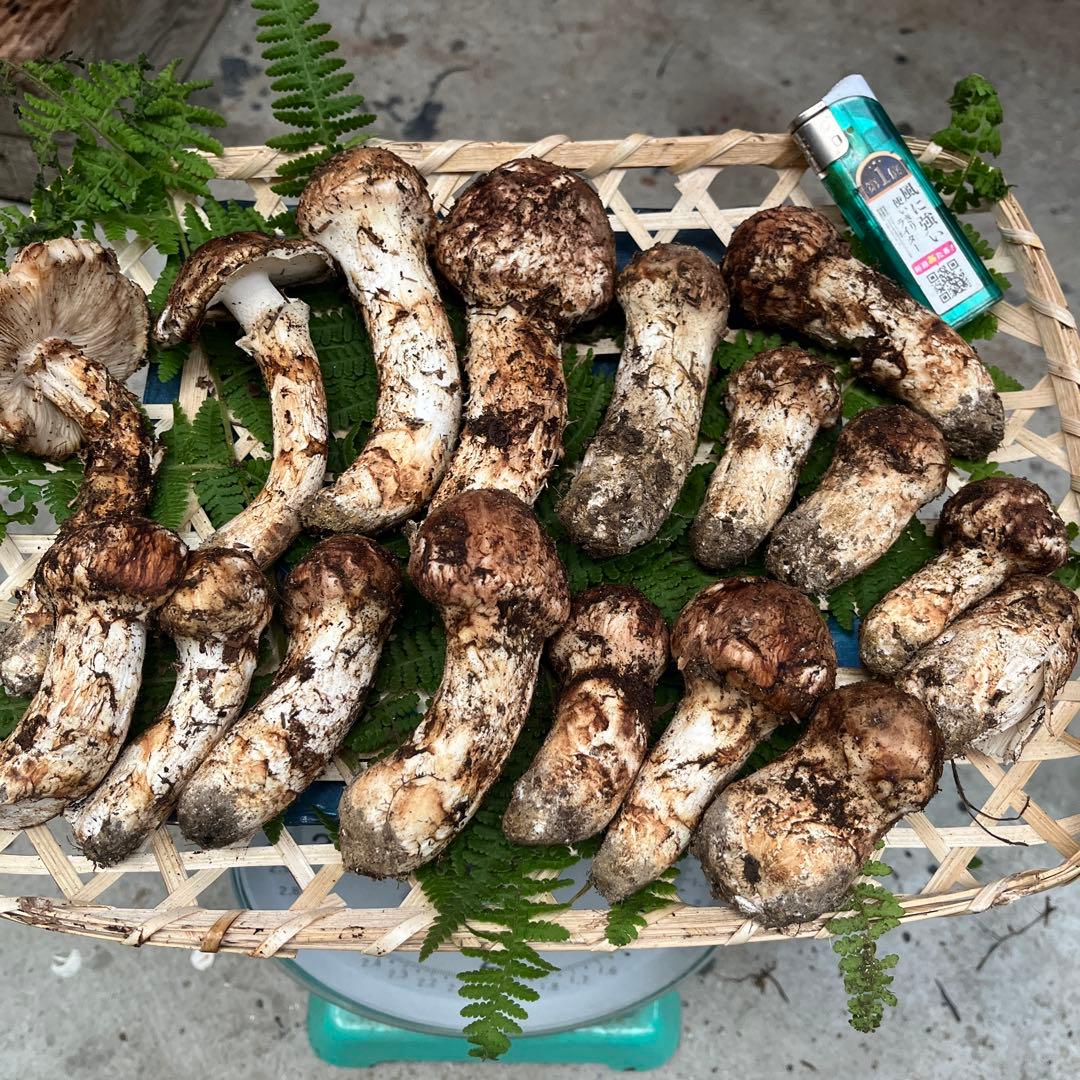 長野県産　松茸　500g