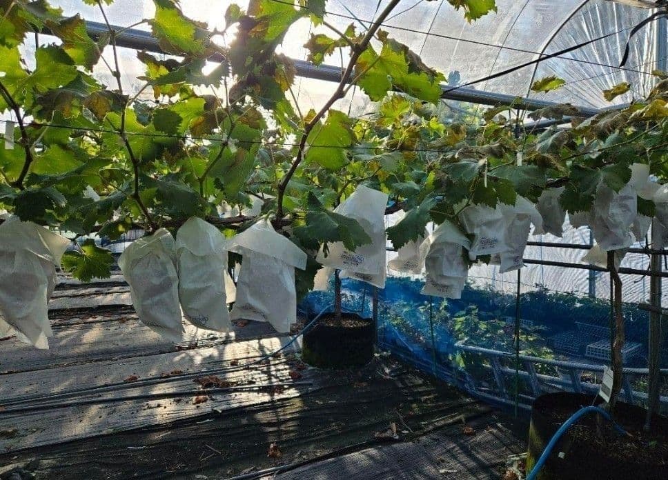 ☆朝採り農家直送☆ノワール/クイーンルージュ☆厳選☆各2房☆最終近い☆