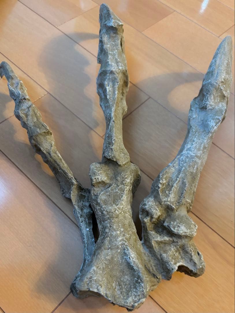 恐竜　化石　アロサウルス　鉤爪　レプリカ　1点のみ