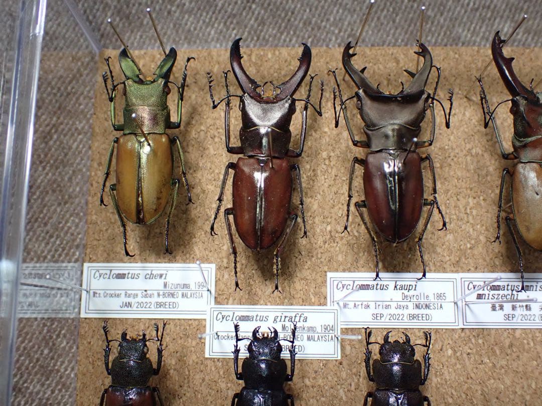 標本　キクロマトス等9頭セット　ブリード品