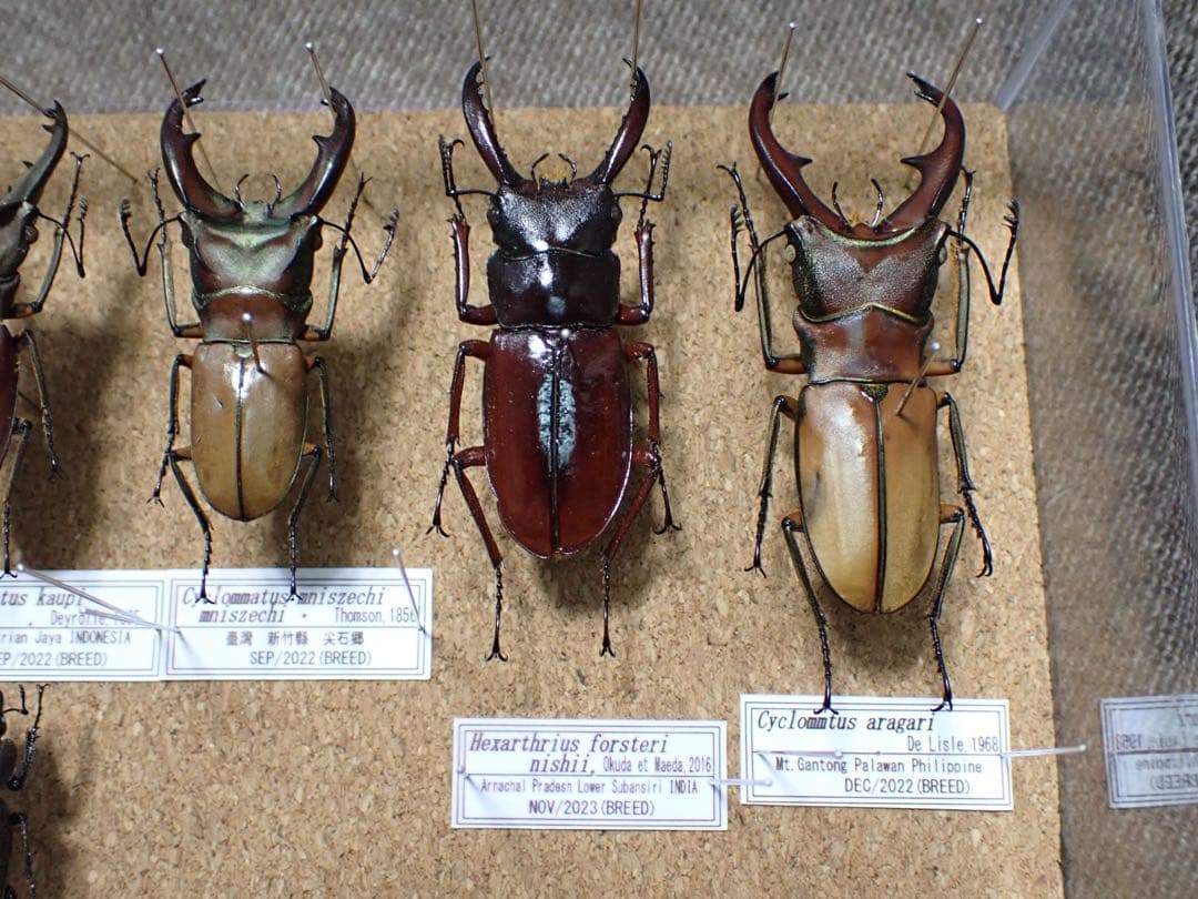 標本　キクロマトス等9頭セット　ブリード品