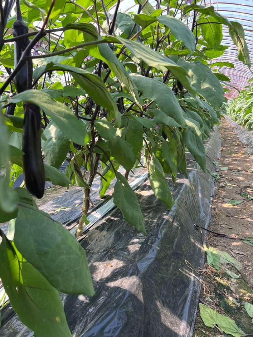 【訳あり】 熊本県産 なす 箱込み20kg