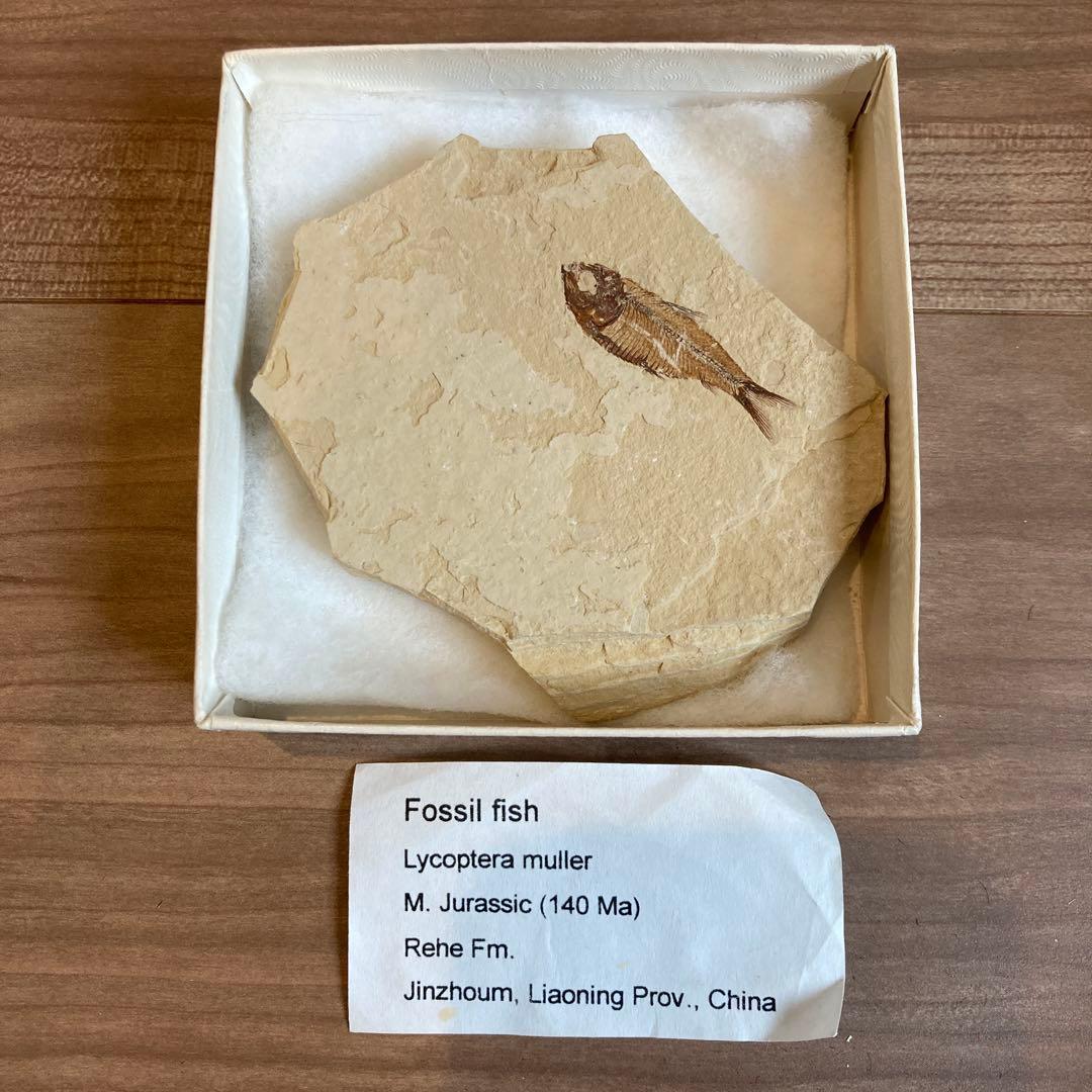 アンティーク　Fossil fish 魚の化石　標本