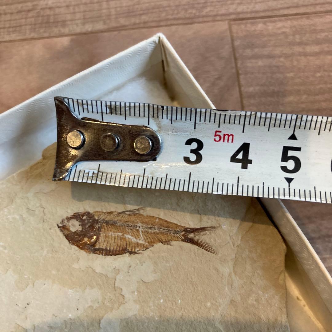 アンティーク　Fossil fish 魚の化石　標本