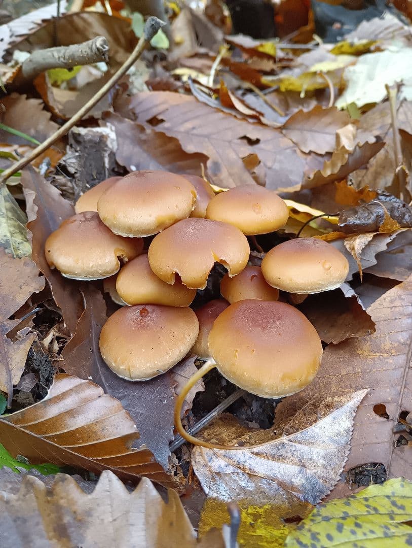 天然きのこMIX塩蔵6.5㎏☆