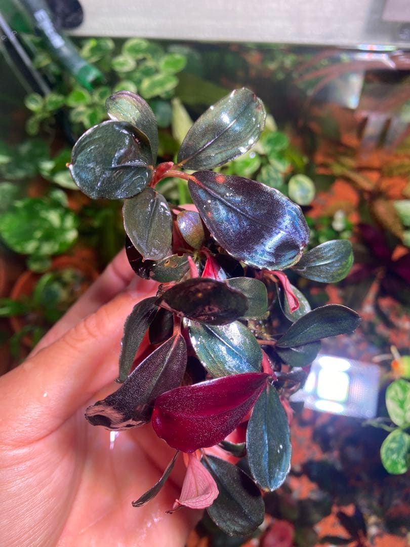 ブセファランドラ モンスターキング　大群生株