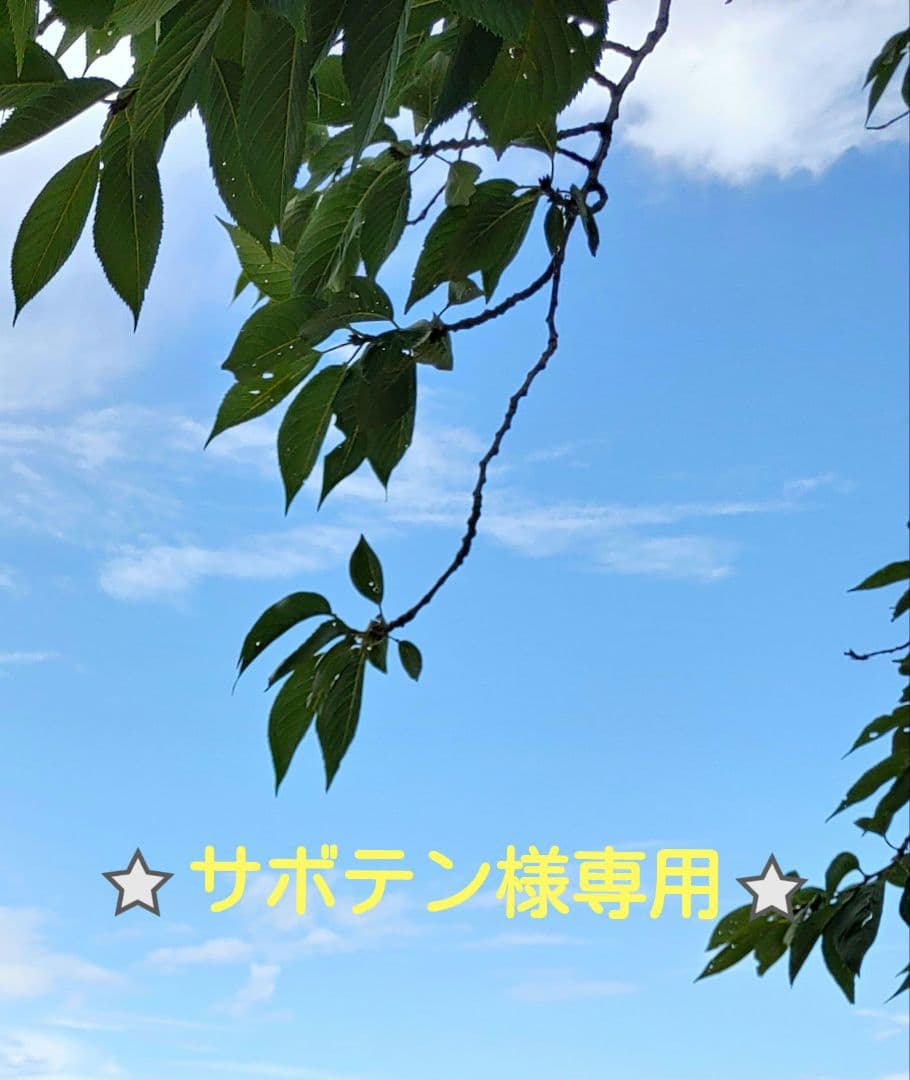 サボテン商品になります⭐