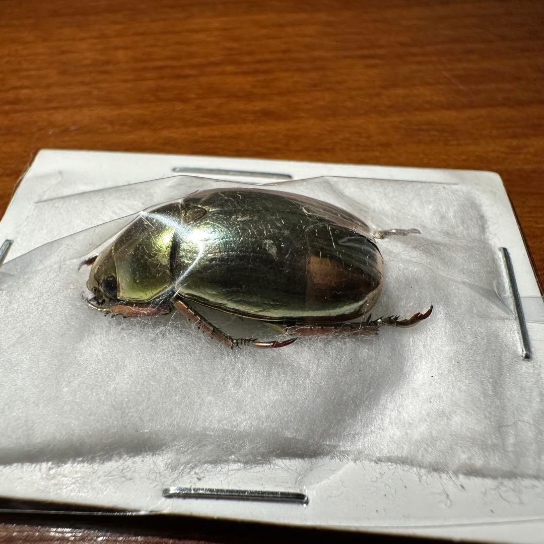 ホンジュラス産　プラチナコガネ