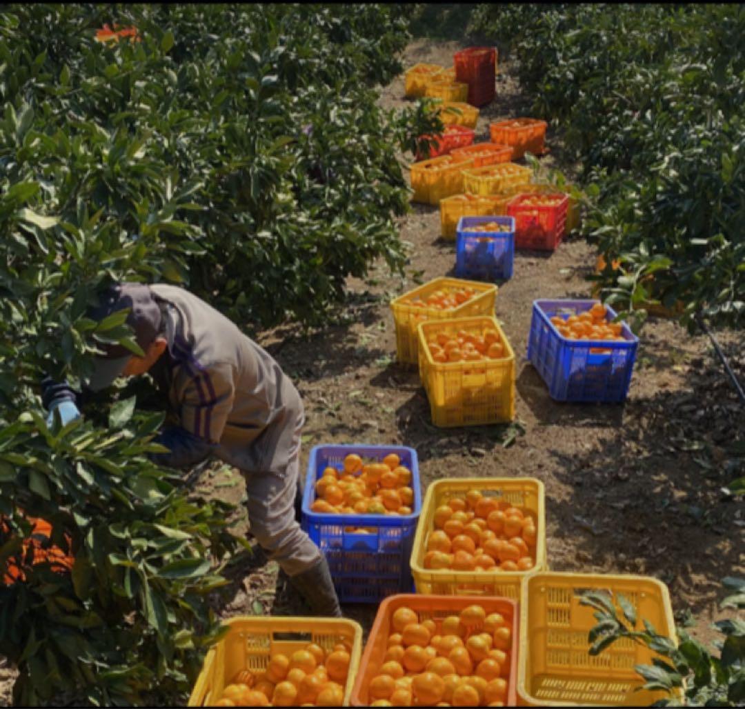 【甘平】愛媛県産 甘平 10kg 家庭用 不揃い 味は正規品