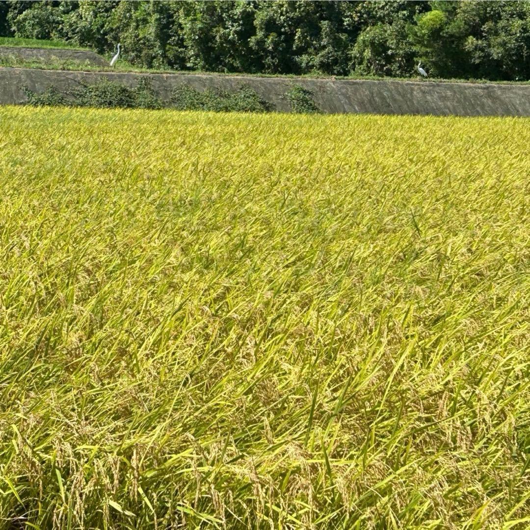 令和７年度 香川県産(讃岐米) コシヒカリ 玄米20kg (10kg×2)