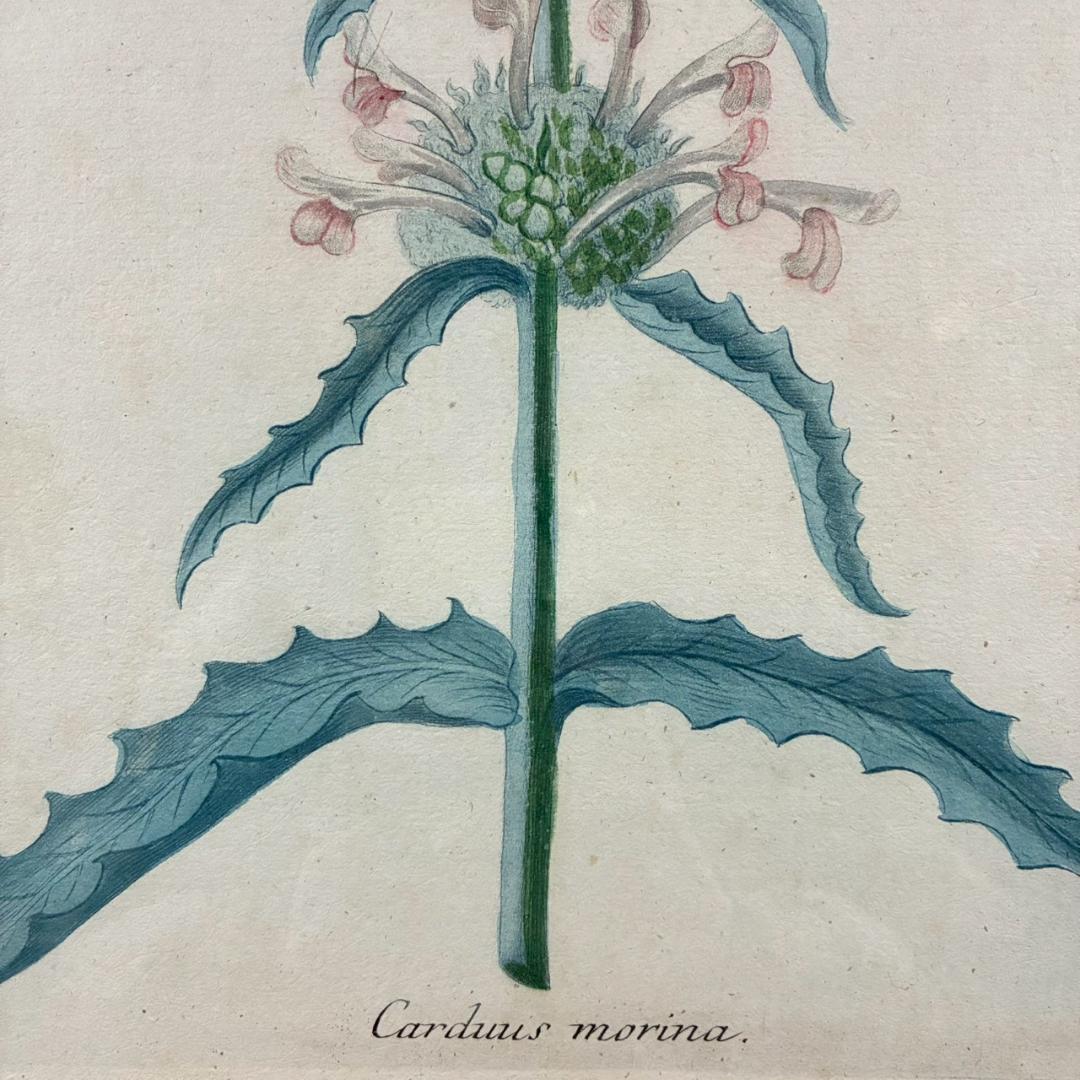 ヨハン・ヴァインマン「アザミ」銅版画+手彩色 作品保証書有 薬用植物図譜 ドイツ