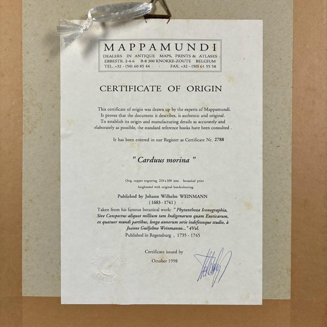 ヨハン・ヴァインマン「アザミ」銅版画+手彩色 作品保証書有 薬用植物図譜 ドイツ