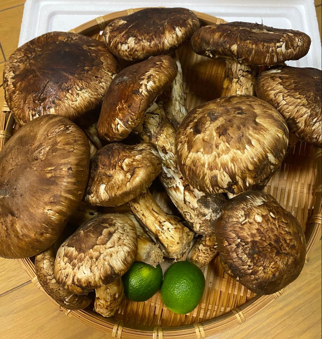 中国産 松茸 約1kg まつたけ マツタケ