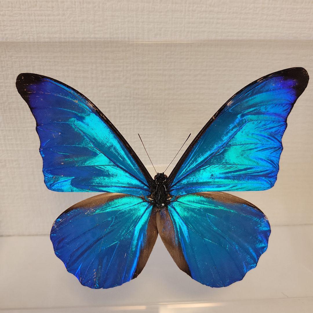 蝶の標本　ブルーモルフォの世界(珍)大型