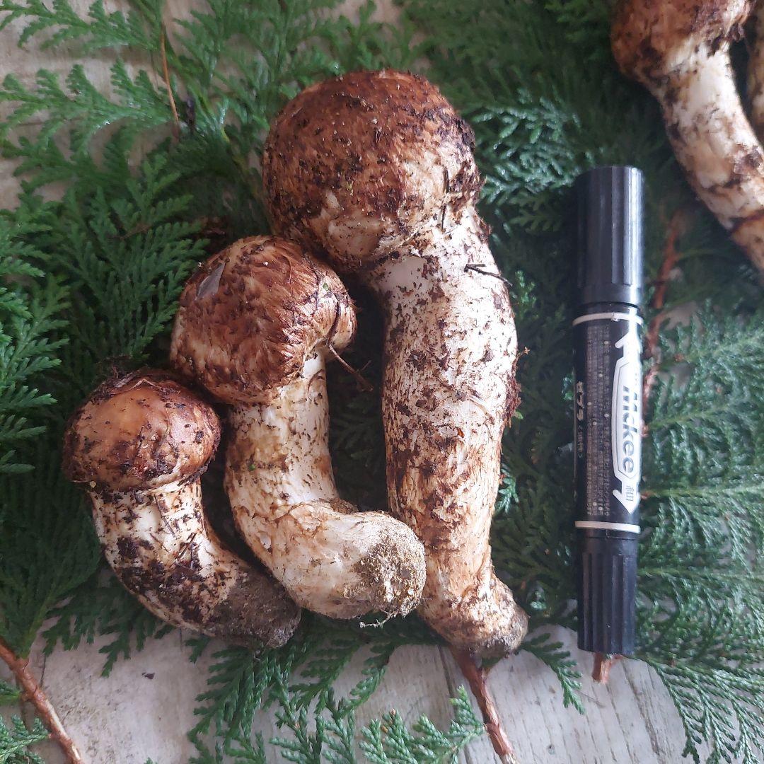 信州産♪松茸①