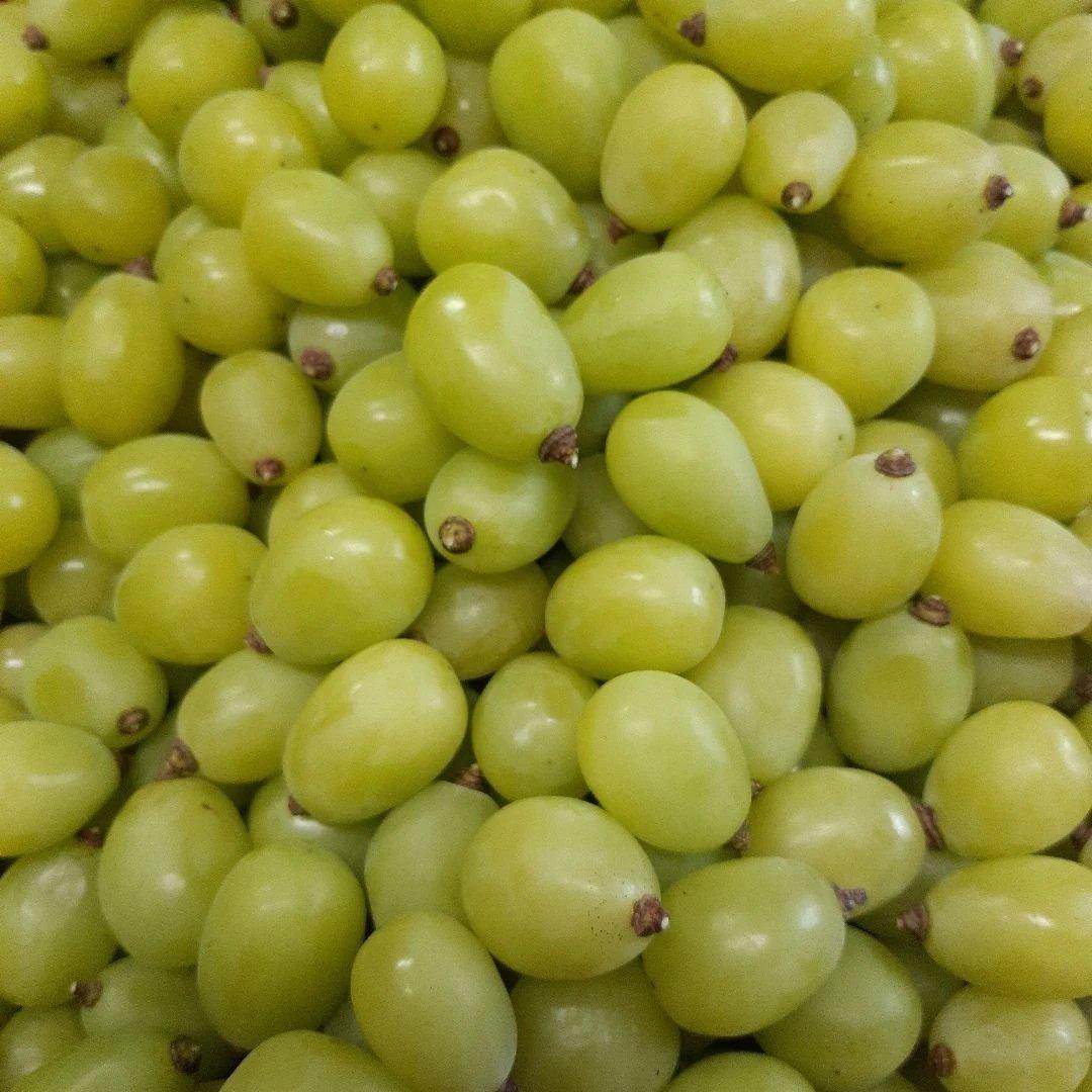 シャインマスカット増量の、徳用5.5キロ入りの粒バック入り本日限定特売品