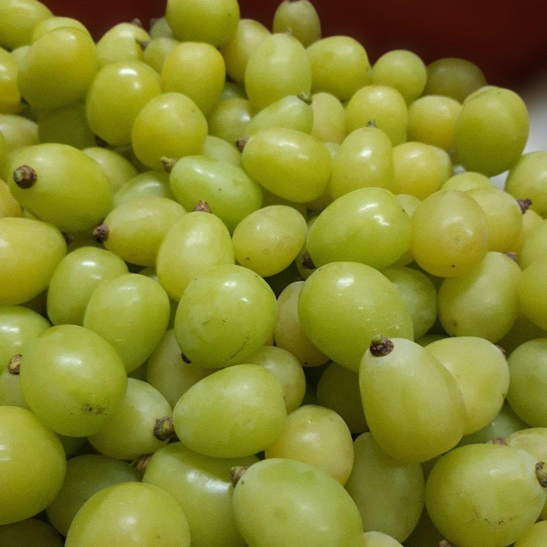 シャインマスカット増量の、徳用5.5キロ入りの粒バック入り本日限定特売品