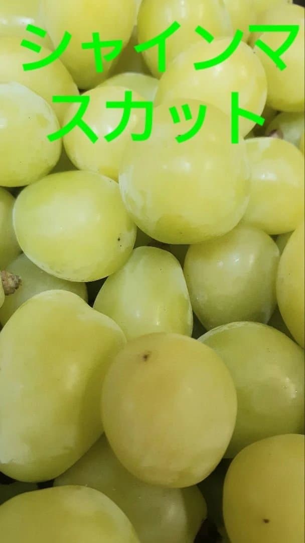 シャインマスカット増量の、徳用5.5キロ入りの粒バック入り本日限定特売品
