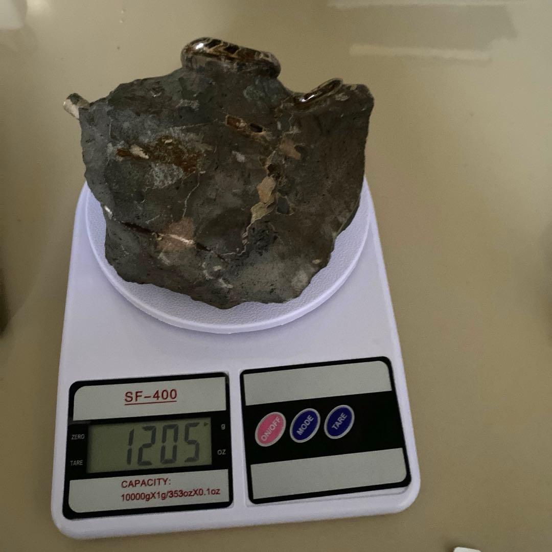 アンモナイト化石　台座付き　北海道産