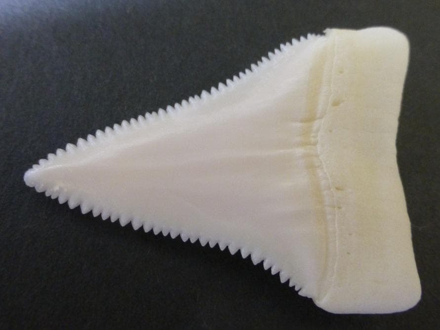 ホホジロザメ（Carcharodon carcharias）の歯45.6ｍm